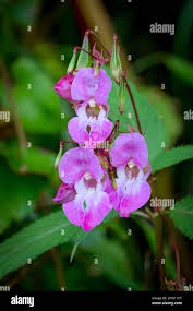 Attēlu rezultāti vaicājumam “Impatiens glandulifera flower”