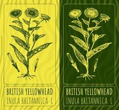 Attēlu rezultāti vaicājumam “Inula britannica”