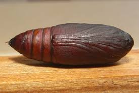 Attēlu rezultāti vaicājumam “Lygephila viciae”