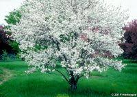 Attēlu rezultāti vaicājumam “Malus baccata”