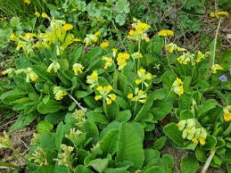 Attēlu rezultāti vaicājumam “Primula veris”