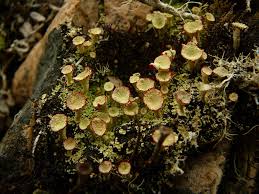 Attēlu rezultāti vaicājumam “Cladonia ochrochlora”