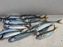 Image result for Trachurus mediterraneus