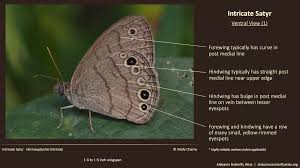 Attēlu rezultāti vaicājumam “Cribraria intricata stalked”