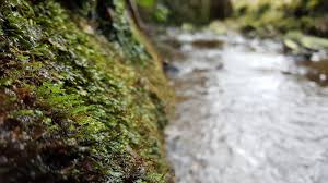 Attēlu rezultāti vaicājumam “Odontoschisma denudatum cells”