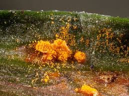 Attēlu rezultāti vaicājumam “Coleosporium sp.”