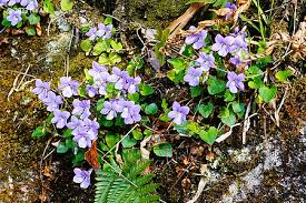 Attēlu rezultāti vaicājumam “Viola epipsila”