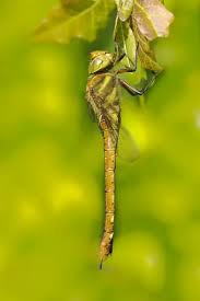 Attēlu rezultāti vaicājumam “Aeshna isoceles”