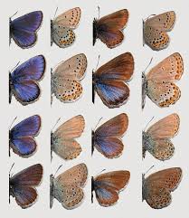 Attēlu rezultāti vaicājumam “Plebejus argus / Plebejus idas”