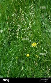 Attēlu rezultāti vaicājumam “Festuca ovina flower”