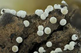 Attēlu rezultāti vaicājumam “Physarum bryocorticola macro”