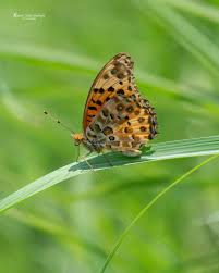Attēlu rezultāti vaicājumam “Argynnis laodice male”