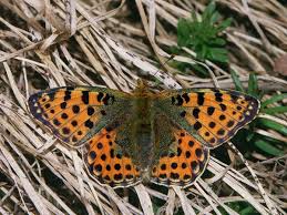 Attēlu rezultāti vaicājumam “Issoria lathonia”