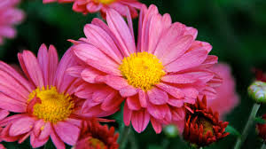 Image result for Chrysanthemum spectabile