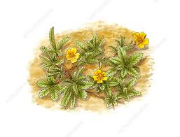Attēlu rezultāti vaicājumam “Potentilla reptans flower”