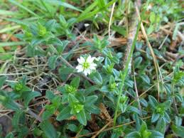 Attēlu rezultāti vaicājumam “Cerastium holosteoides fruit”