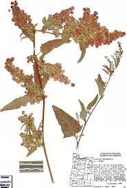 Image result for Atriplex hortensis