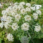 Attēlu rezultāti vaicājumam “Laserpitium latifolium bud”