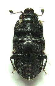 Attēlu rezultāti vaicājumam “Glischrochilus grandis”