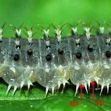 Attēlu rezultāti vaicājumam “Tenthredo mandibularis larva”