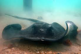 Image result for Bathytoshia centroura