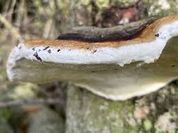 Attēlu rezultāti vaicājumam “Fomitopsis pinicola”
