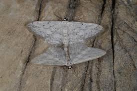 Attēlu rezultāti vaicājumam “Idaea seriata”