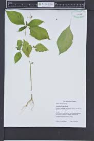 Attēlu rezultāti vaicājumam “Impatiens parviflora leaf”