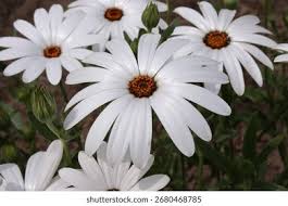 Image result for Dimorphotheca pluvialis