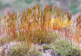 Attēlu rezultāti vaicājumam “Tortula muralis”