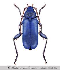 Attēlu rezultāti vaicājumam “Callidium violaceum”