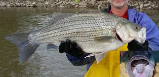 Image result for Morone chrysops