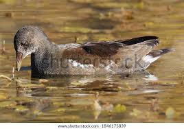 Attēlu rezultāti vaicājumam “Gallinula chloropus juvenile”