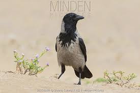 Attēlu rezultāti vaicājumam “Corvus cornix adult”