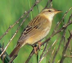 Image result for Locustella certhiola