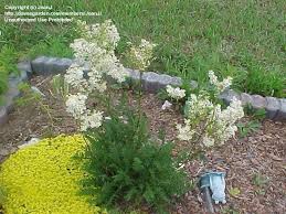 Attēlu rezultāti vaicājumam “Filipendula vulgaris”
