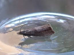 Attēlu rezultāti vaicājumam “Dichrorampha simpliciana”