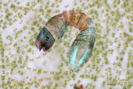 Attēlu rezultāti vaicājumam “Chironomidae larva”