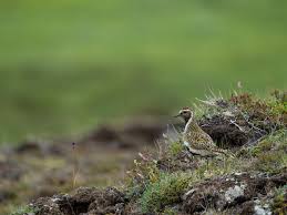 Attēlu rezultāti vaicājumam “Pluvialis apricaria adult”