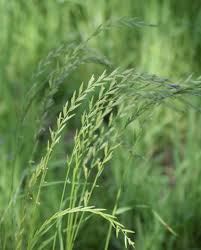 Attēlu rezultāti vaicājumam “Lolium perenne”