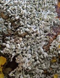 Attēlu rezultāti vaicājumam “Physcia adscendens”