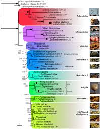 Attēlu rezultāti vaicājumam “Reticularia jurana spores”