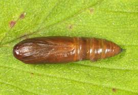 Attēlu rezultāti vaicājumam “Colobochyla salicalis”