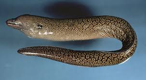 Attēlu rezultāti vaicājumam “Reticularia jurana macro”