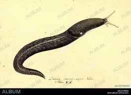 Attēlu rezultāti vaicājumam “Limax cinereoniger”