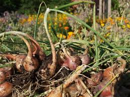 Attēlu rezultāti vaicājumam “Allium scorodoprasum fruit”