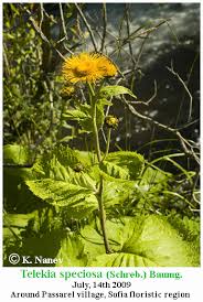 Image result for Telekia speciosa
