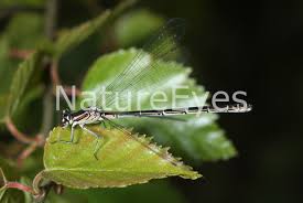 Attēlu rezultāti vaicājumam “Coenagrion hastulatum”