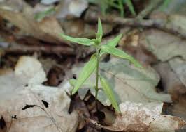 Attēlu rezultāti vaicājumam “Melampyrum nemorosum leaf”