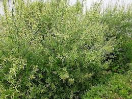 Attēlu rezultāti vaicājumam “Salix x fragilis”